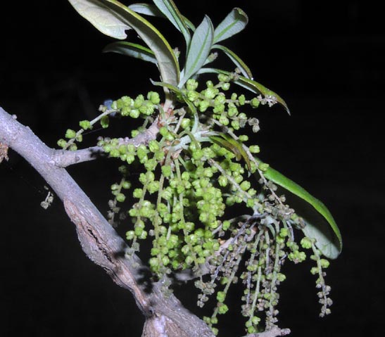 Quercus fusiformis catkins.jpg (54838 bytes)