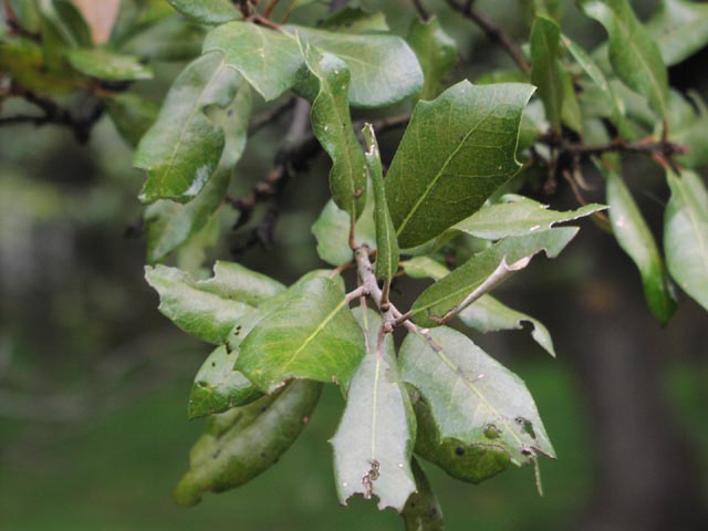 Quercus fusiformis leaves2.jpg (45737 bytes)