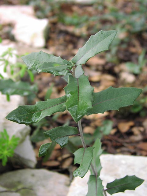 Quercus fusiformis leaves3.jpg (47231 bytes)