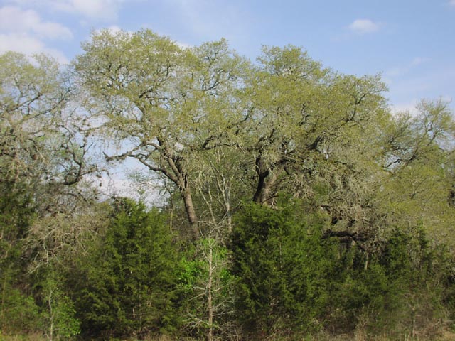 Quercus fusiformis noleaves.jpg (86715 bytes)