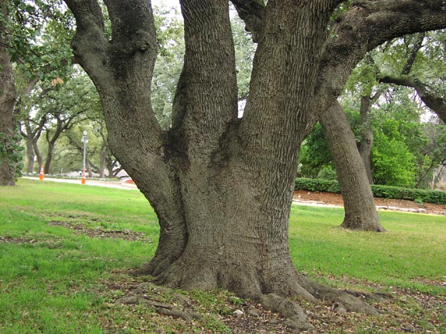Quercus fusiformis trunk.jpg (110919 bytes)