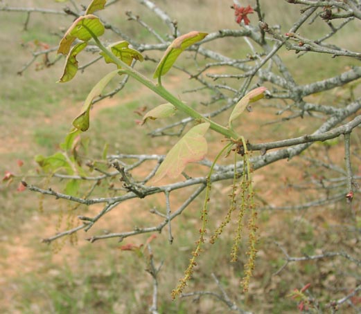Quercus marilandica catkins.jpg (50463 bytes)