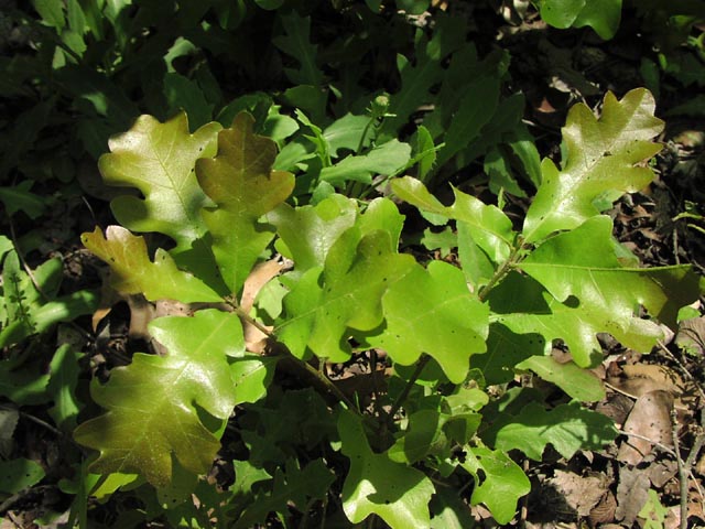 Quercus sinuata youngleaves3.jpg (79876 bytes)