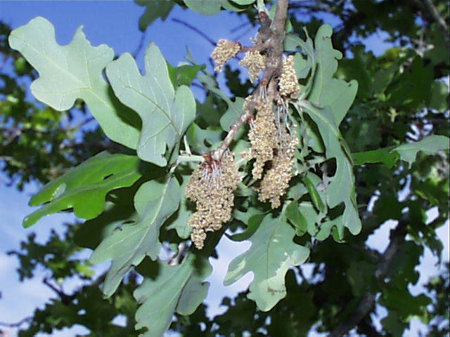 quercus.stellata.flw.jpg (63411 bytes)