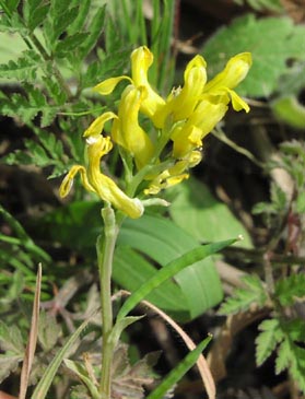 Corydalis curvisiliqua flowersfruits.jpg (31261 bytes)