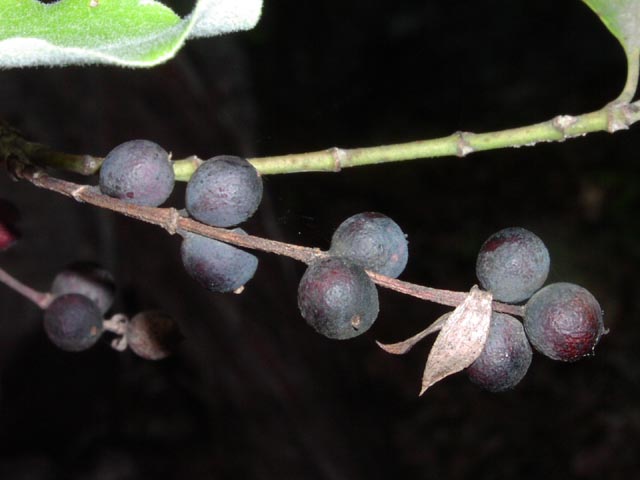 Garrya lindheimeri fruits9.jpg (34203 bytes)
