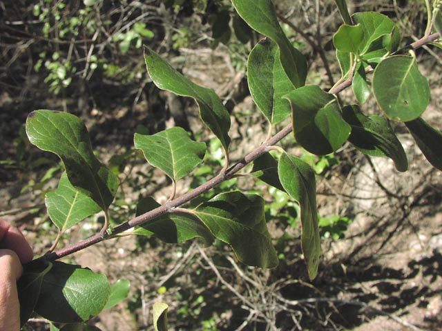 Garrya lindheimeri leafarrangement.jpg (80072 bytes)