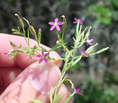 Centaurium texense flowers.jpg (32052 bytes)