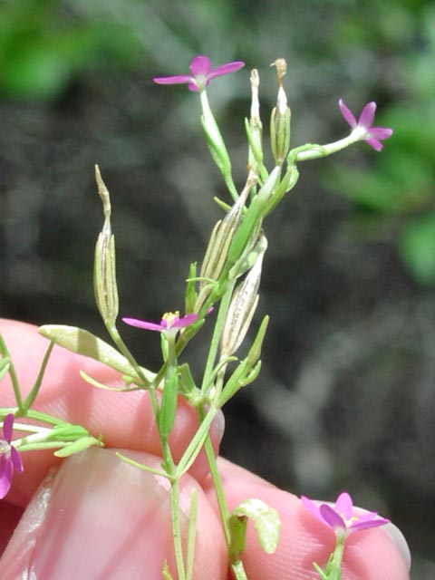 Centaurium texense fruitssepals.jpg (43962 bytes)