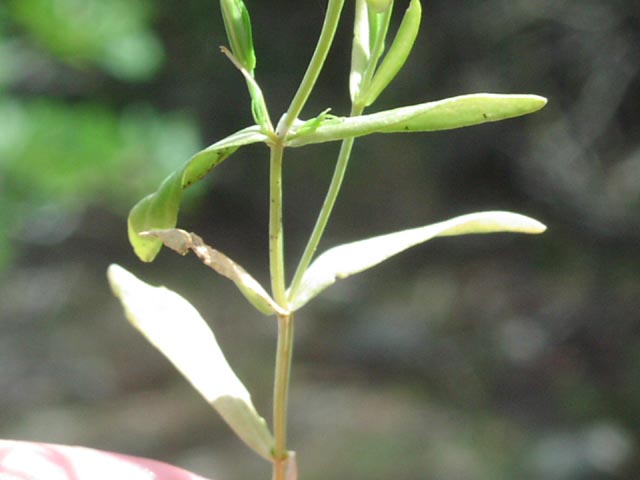 Centaurium texense leaves.jpg (33745 bytes)