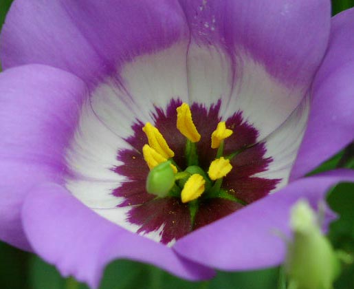 Eustoma grandiflorum flowercloseup1.jpg (31043 bytes)