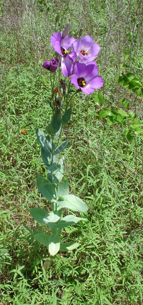 Eustoma grandiflorum habit1.jpg (87915 bytes)