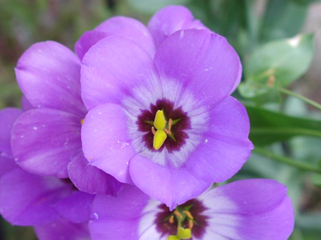 Eustoma grandiflorum stigmas.jpg (38377 bytes)