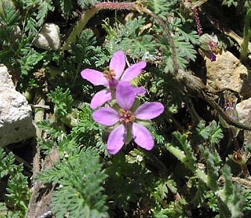 Erodium cicutarium flowers.jpg (55667 bytes)