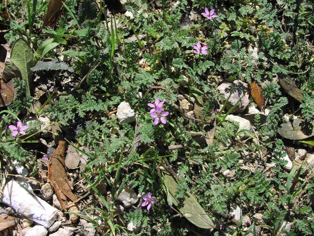 Erodium cicutarium habit.jpg (140984 bytes)