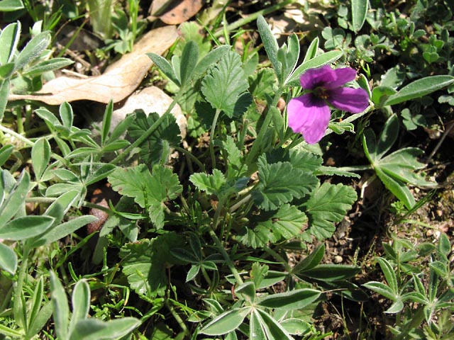 Erodium texanum habit.jpg (107856 bytes)