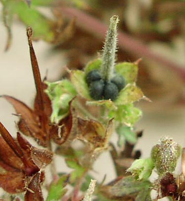 Geranium carolinianum fruits_sharp.jpg (33824 bytes)