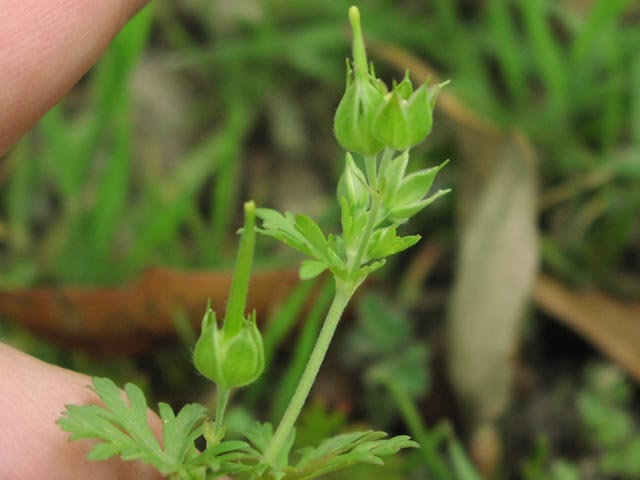 Geranium carolinianum immaturefruits.jpg (34362 bytes)