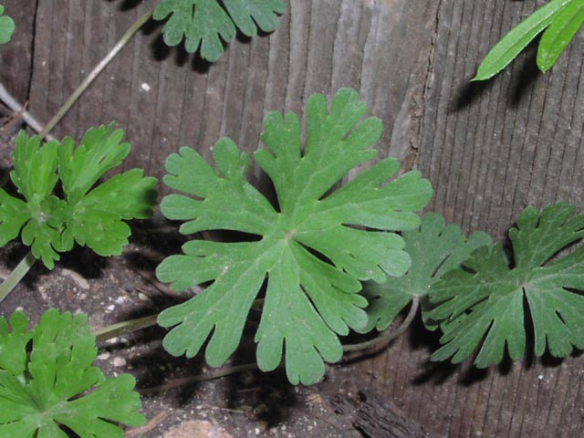 Geranium carolinianum leaf.jpg (63718 bytes)