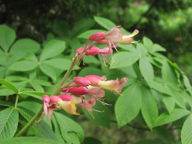 Aesculus pavia hybridflowers1.jpg (46581 bytes)