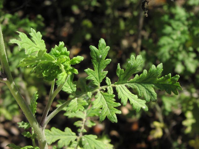 Phacelia congesta leaf.jpg (59693 bytes)