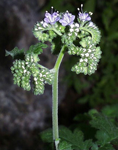 phacelia.congesta.infl.jpg (60659 bytes)