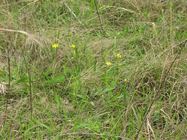 Hypoxis hirsuta habit1.jpg (121297 bytes)