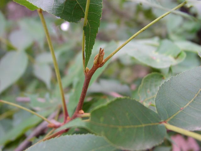 Carya texana buds.jpg (37034 bytes)