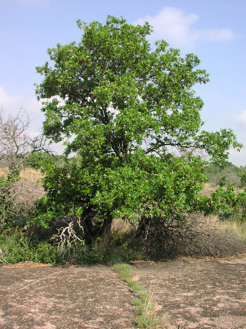 Carya texana habit.jpg (145328 bytes)