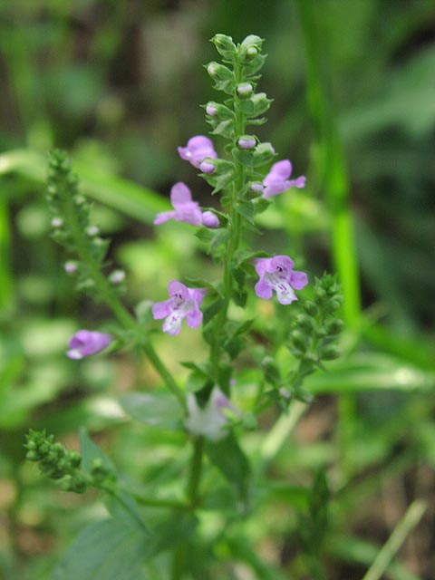 Brazoria scutellarioides flowers2.jpg (40528 bytes)