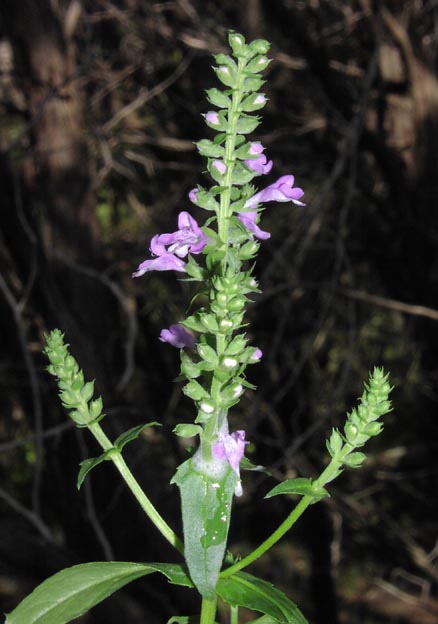 Brazoria scutellarioides inflorescence.jpg (49332 bytes)