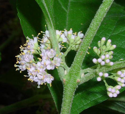 Callicarpa americana flowers2_sharp.jpg (53562 bytes)