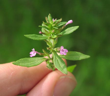 Hedeoma acinoides flowers6.jpg (21979 bytes)