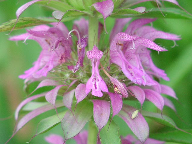 Monarda citriodora flowers2_sharp.jpg (54325 bytes)