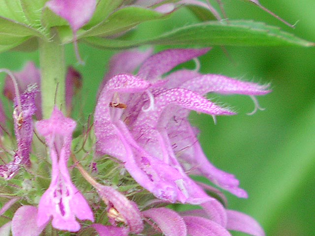 Monarda citriodora flowers_sharp.jpg (63831 bytes)