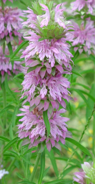 Monarda citriodora inflorescence.jpg (53982 bytes)