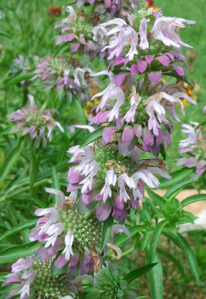 Monarda citriodora whiteflowers.jpg (69780 bytes)