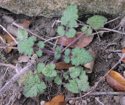 Salvia roemeriana basalrosette.jpg (79100 bytes)