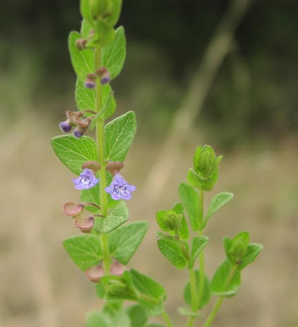 Scutellaria drummondii flowers.jpg (23693 bytes)