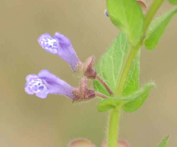 Scutellaria drummondii flowers2.jpg (22446 bytes)