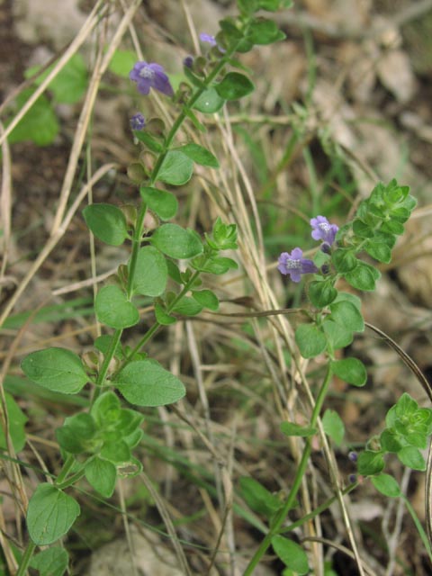 Scutellaria drummondii leaves.jpg (59005 bytes)