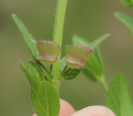 Scutellaria drummondii unopenedflowers.jpg (22408 bytes)