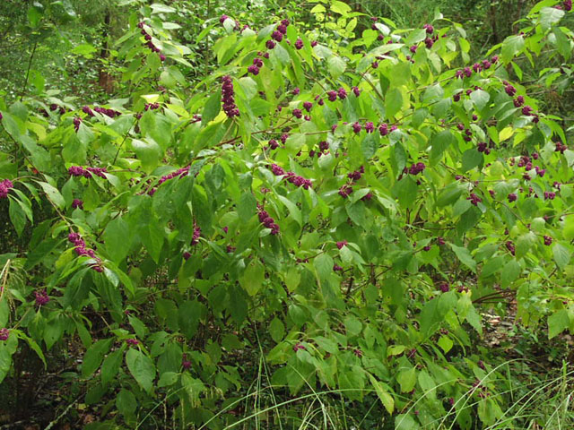 callicarpa.americana.habit.JPG (148241 bytes)