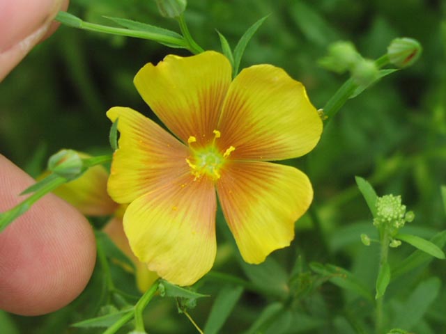 Linum rigidum var berlandieri flower1.jpg (39660 bytes)