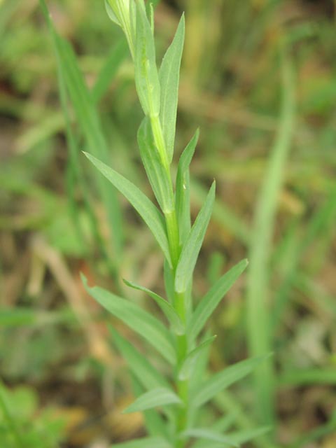 Linum rigidum var berlandieri leaves.jpg (31521 bytes)