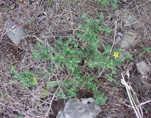 Mentzelia oligosperma habit.jpg (104872 bytes)