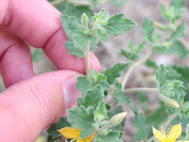 Mentzelia oligosperma leaves.jpg (42000 bytes)