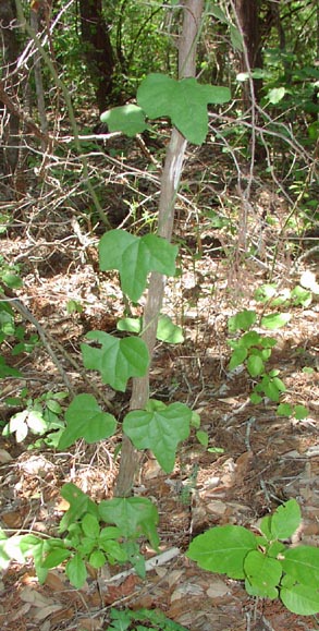 Cocculus carolinus habit.jpg (74638 bytes)