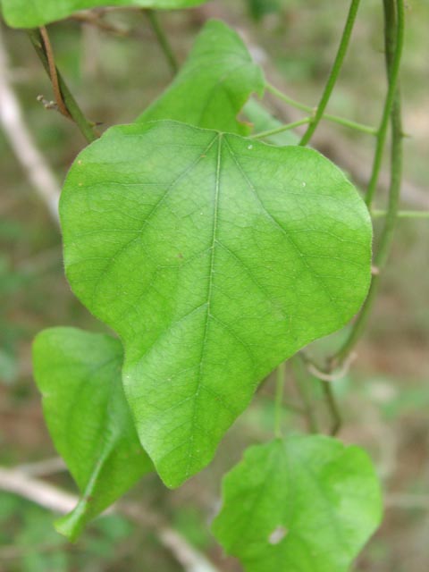 Cocculus carolinus leaf.jpg (36228 bytes)