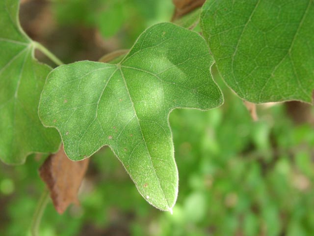 Cocculus carolinus leaf1.jpg (41802 bytes)
